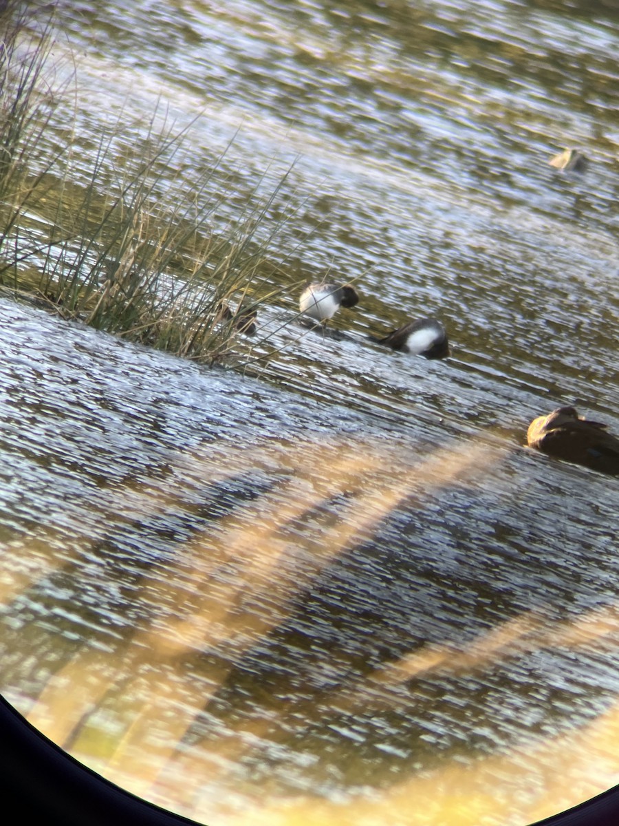 Hooded Merganser - ML643307122