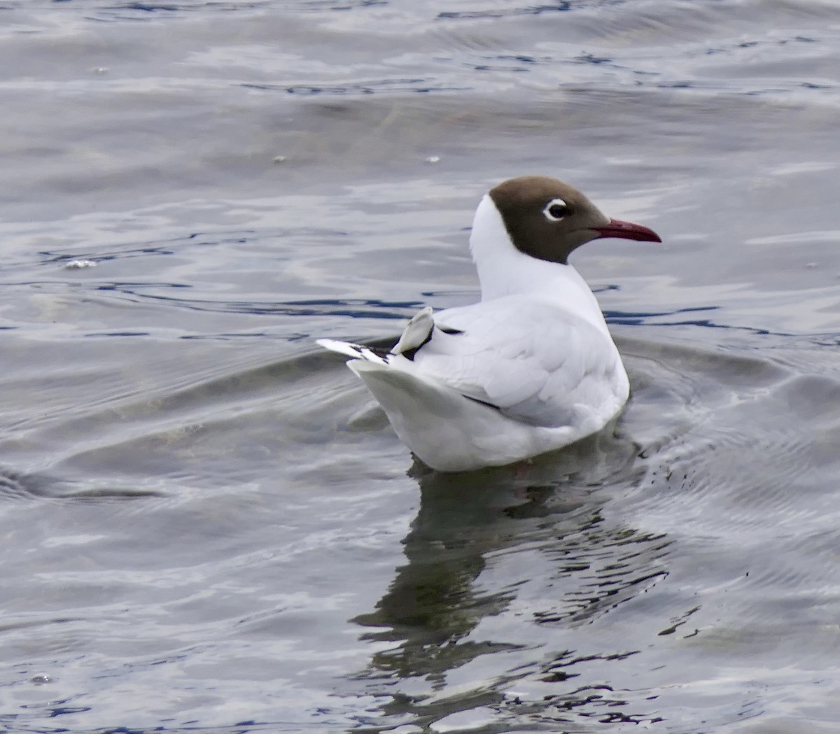 Brown-hooded Gull - ML643307129