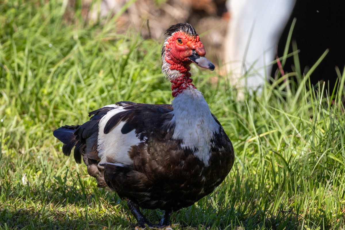 Muscovy Duck (Domestic type) - ML643307130