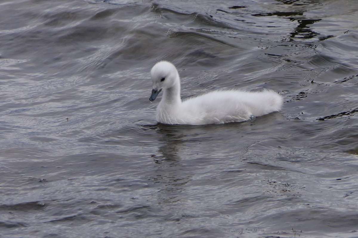 Black-necked Swan - ML643307149