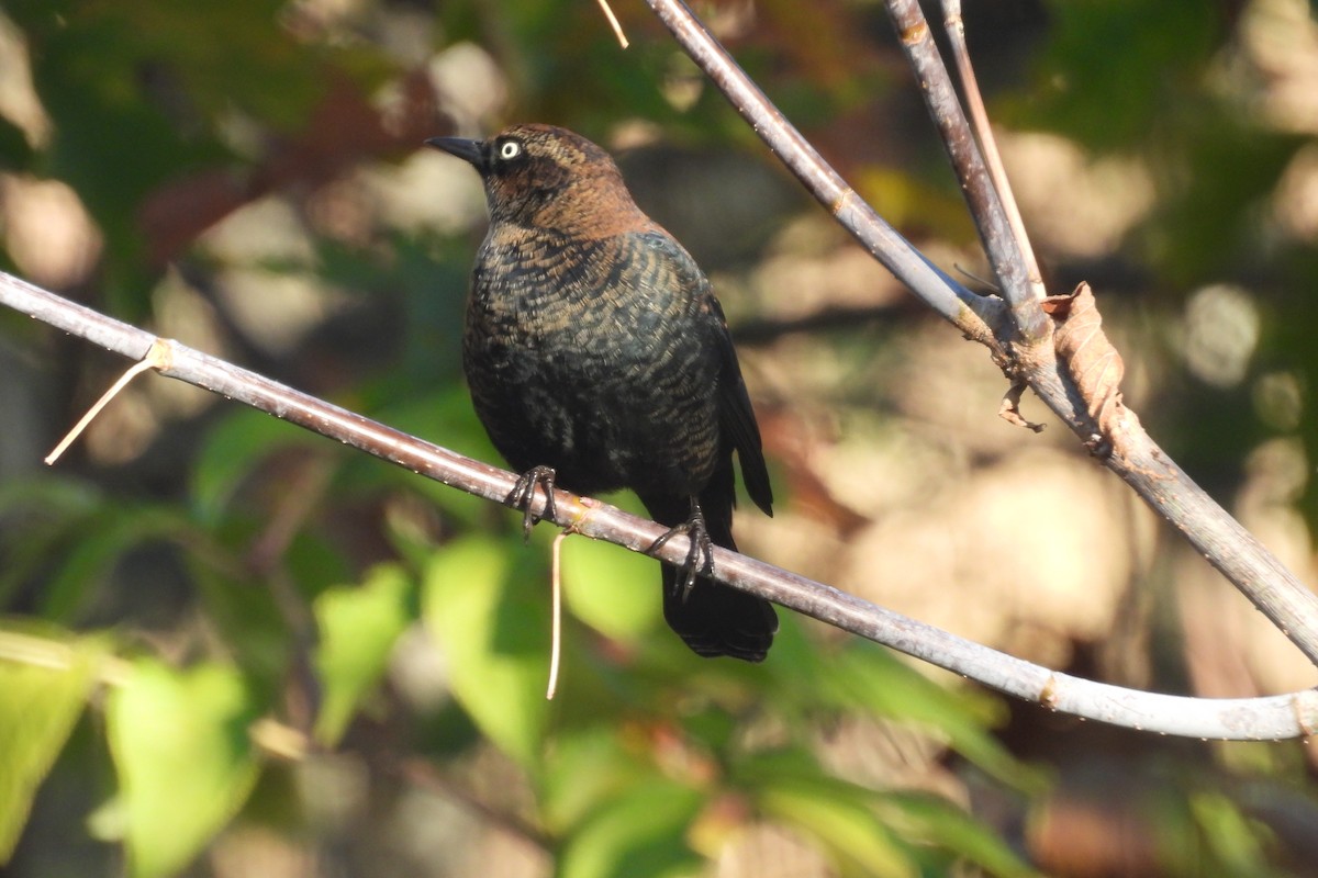 Rusty Blackbird - ML643307152