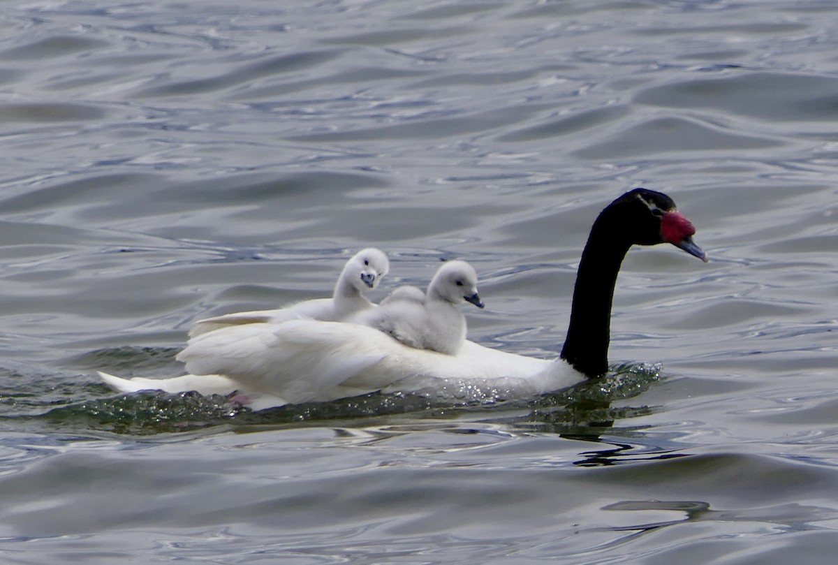 Black-necked Swan - ML643307166
