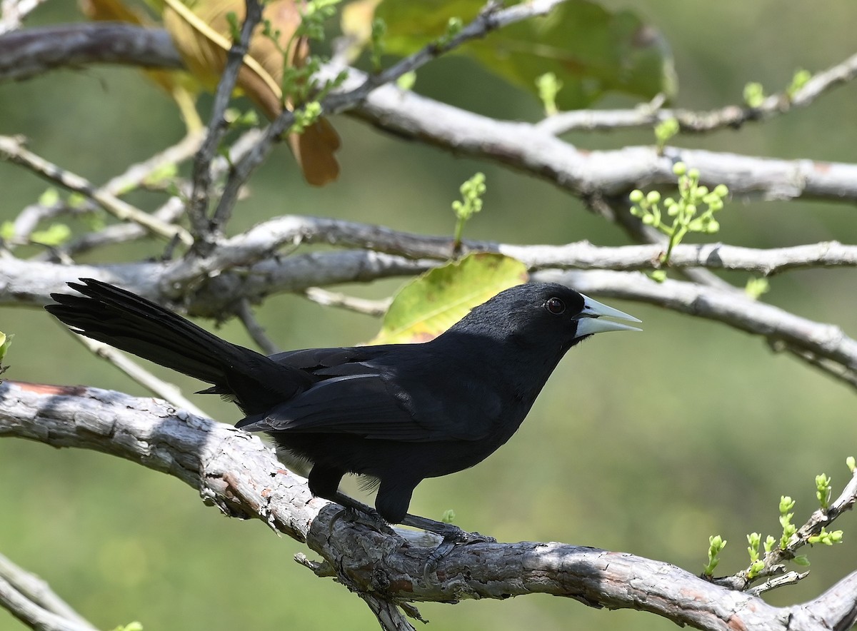 Solitary Black Cacique - ML643307170