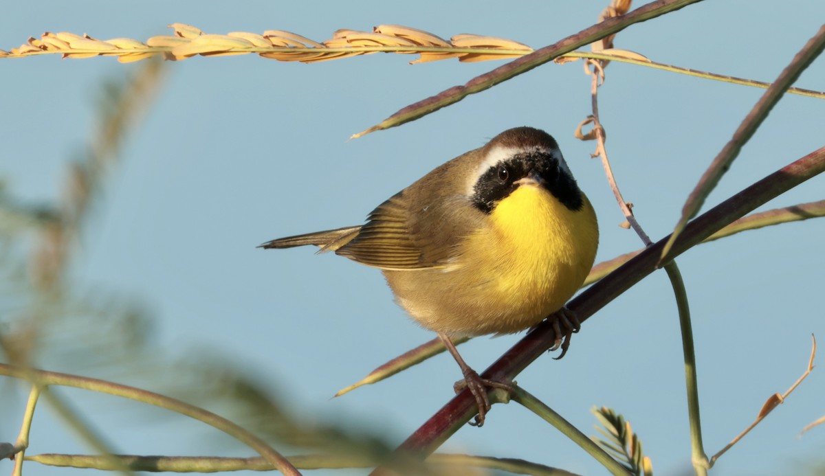Common Yellowthroat - ML643307174