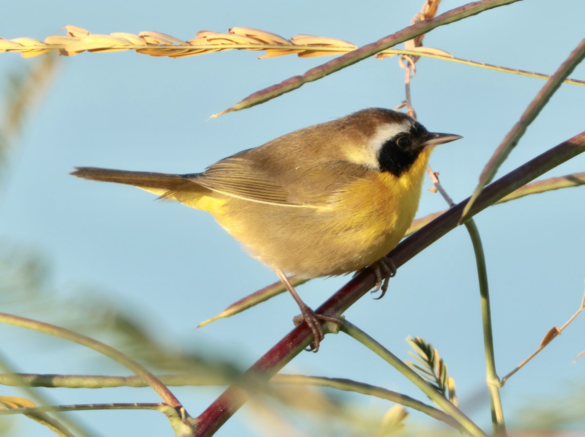 Common Yellowthroat - ML643307175