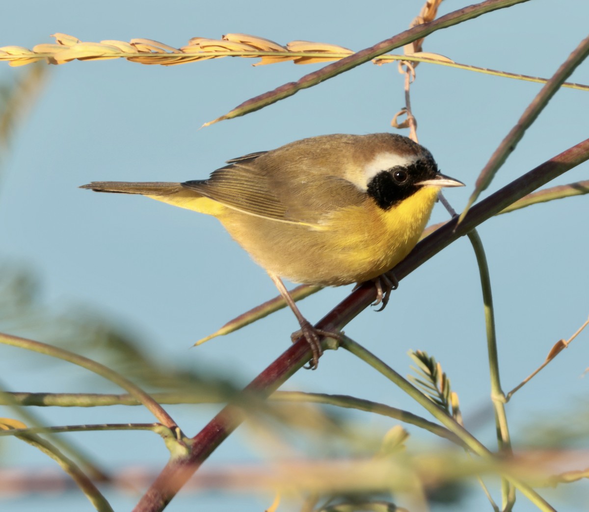 Common Yellowthroat - ML643307179