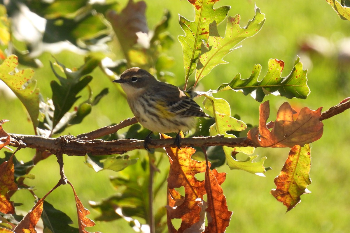 Yellow-rumped Warbler - ML643307180