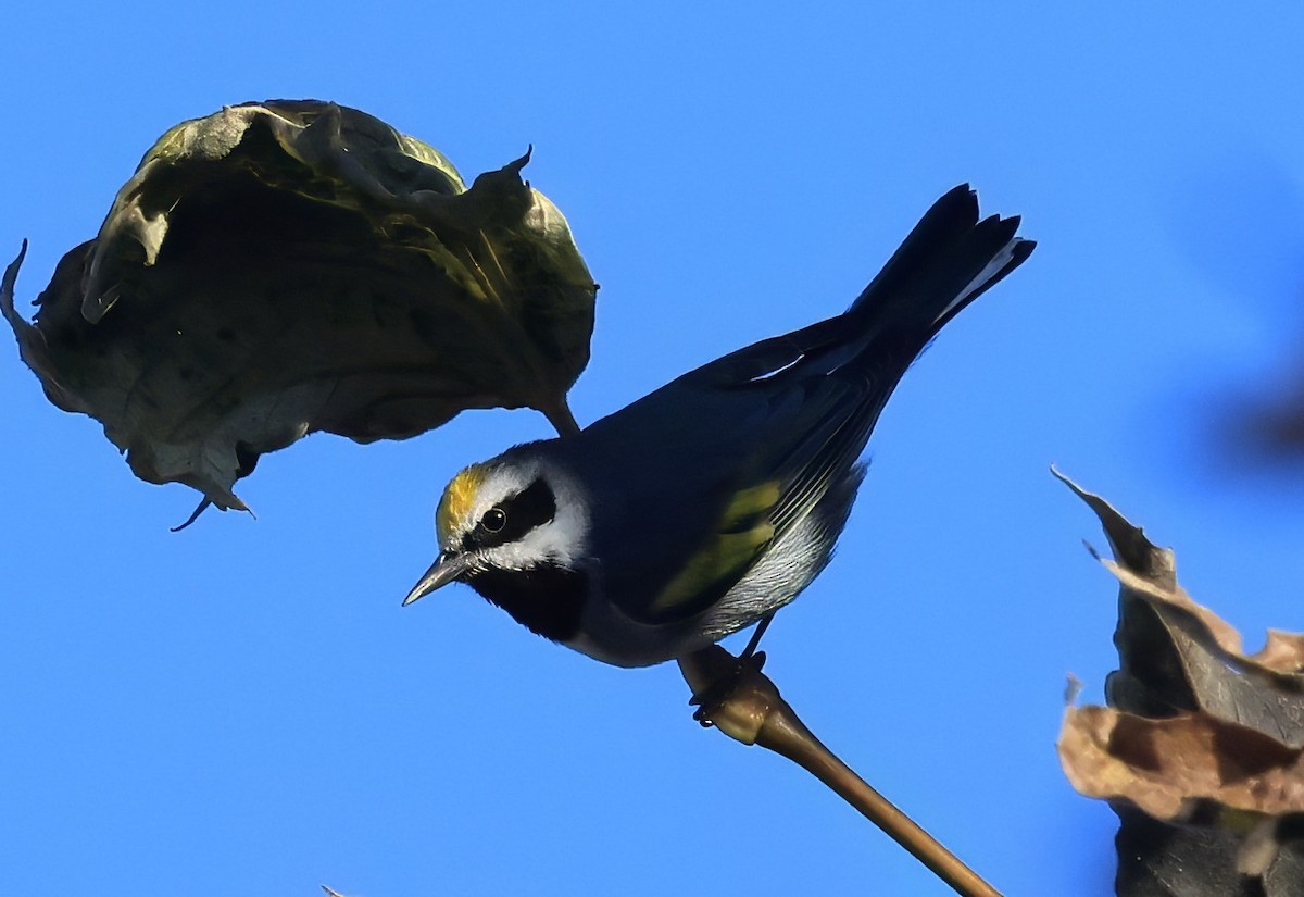 lesňáček zlatokřídlý - ML643307184