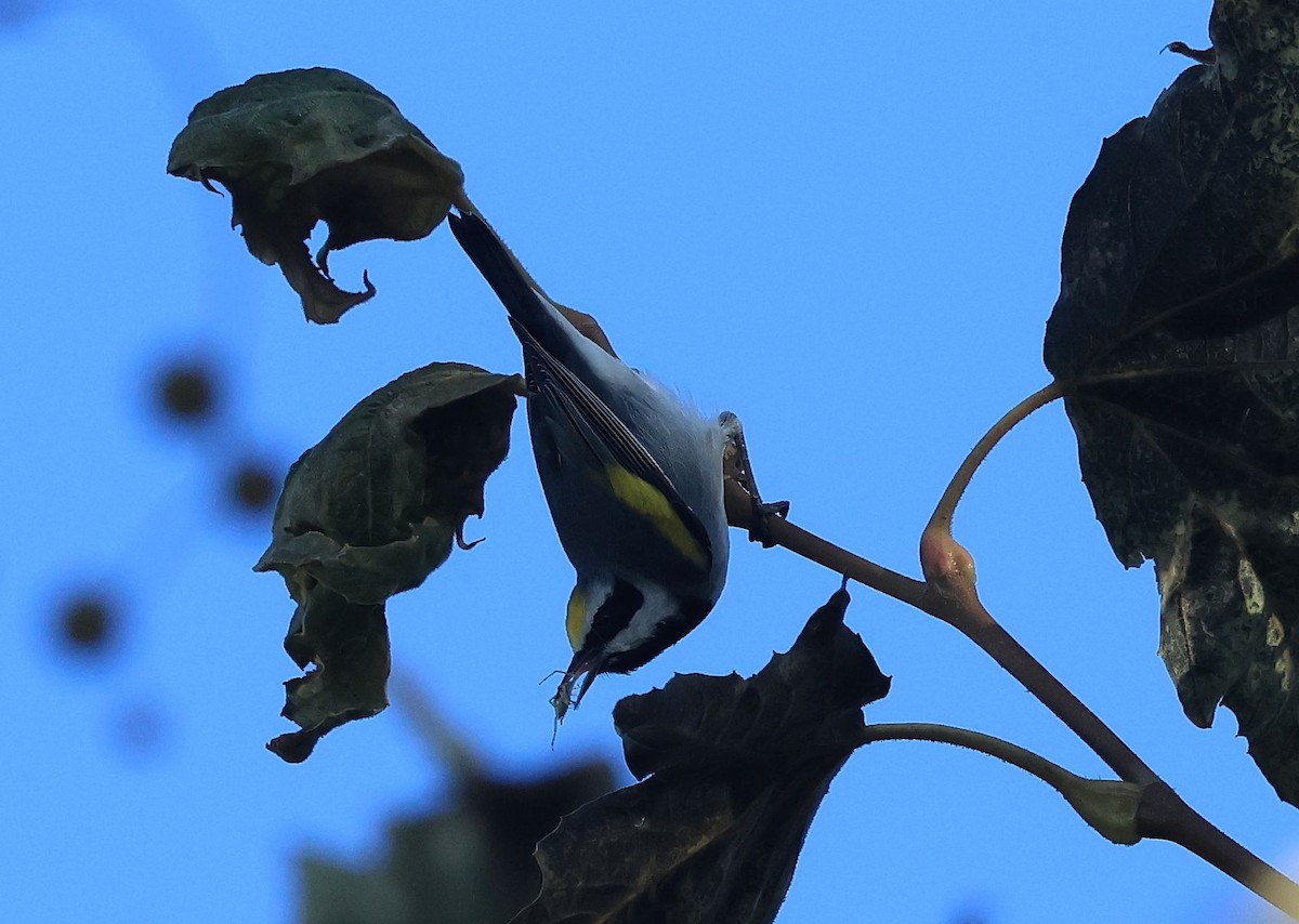 lesňáček zlatokřídlý - ML643307185