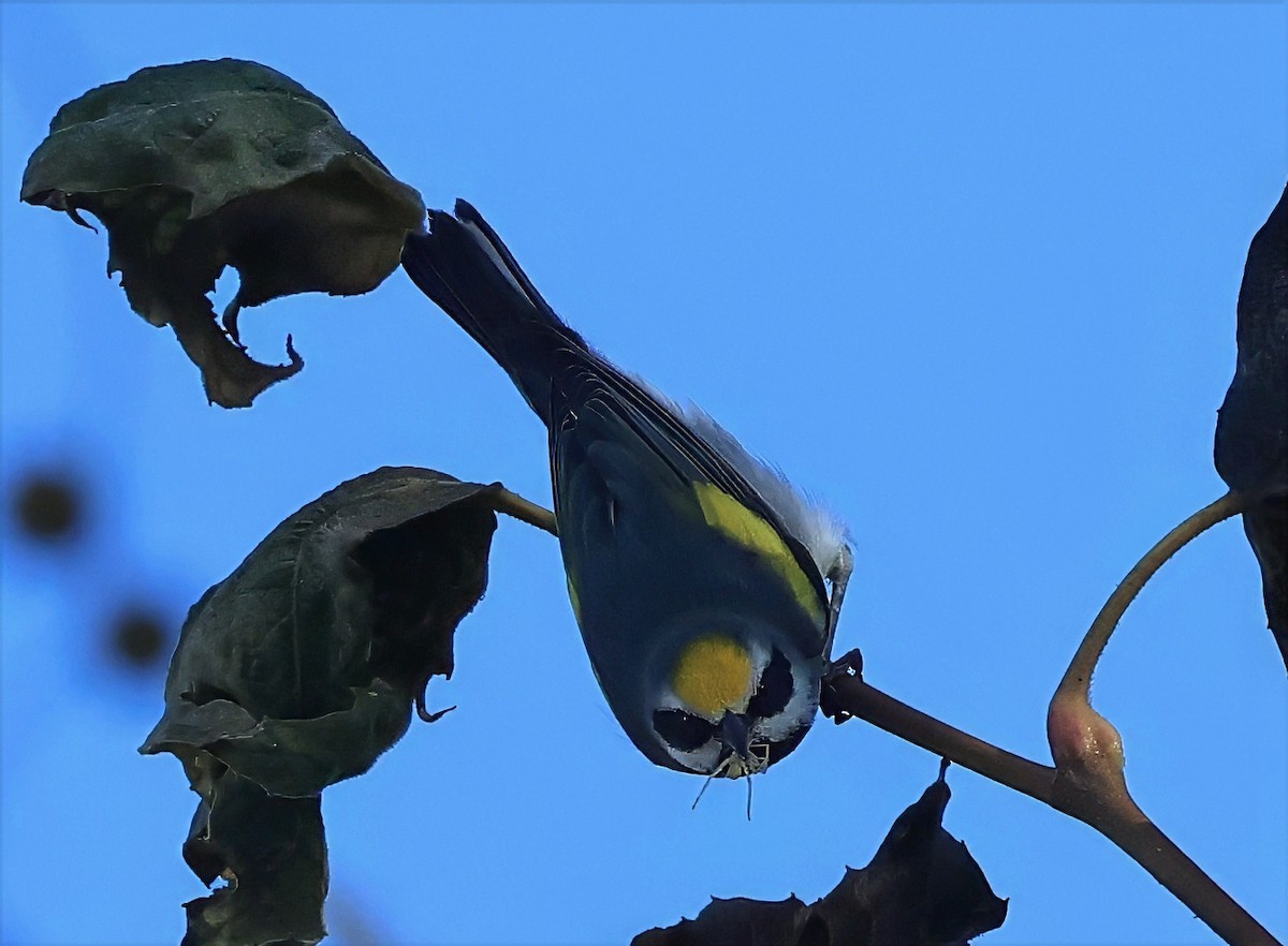 lesňáček zlatokřídlý - ML643307186