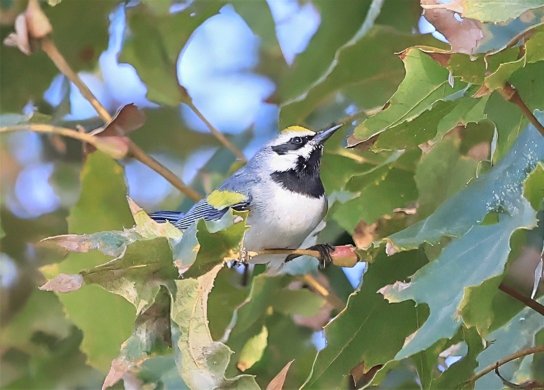 lesňáček zlatokřídlý - ML643307187