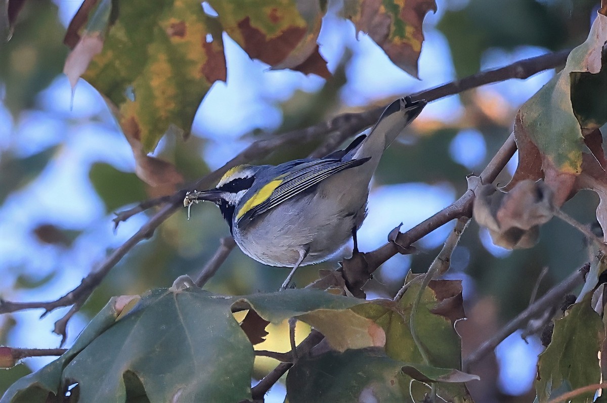 lesňáček zlatokřídlý - ML643307188