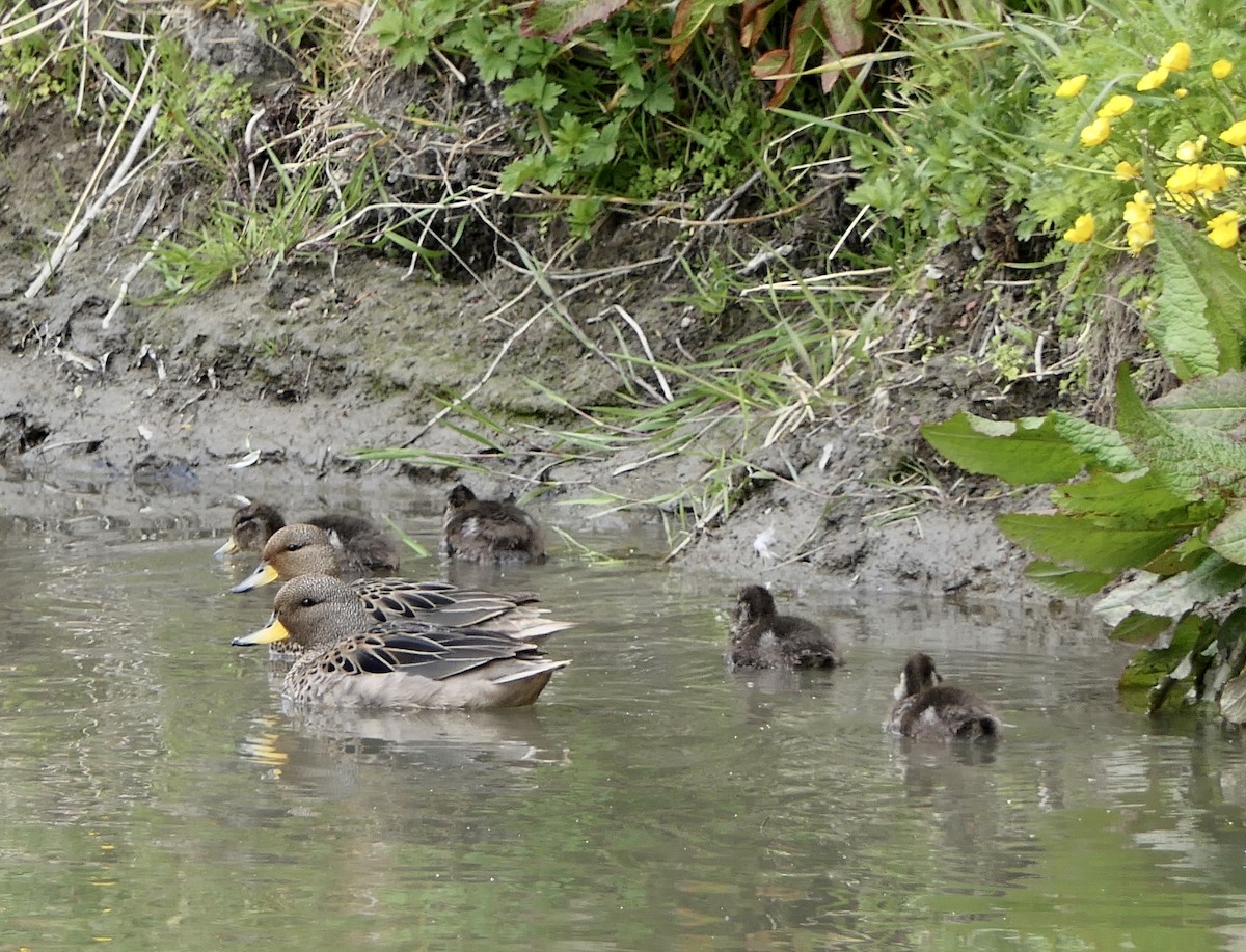 Yellow-billed Teal - ML643307212