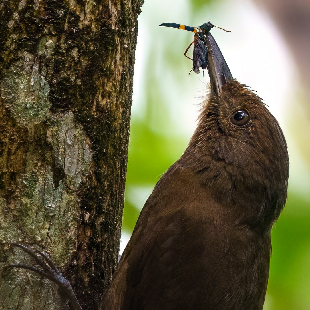 Plain-winged Woodcreeper - ML643307213