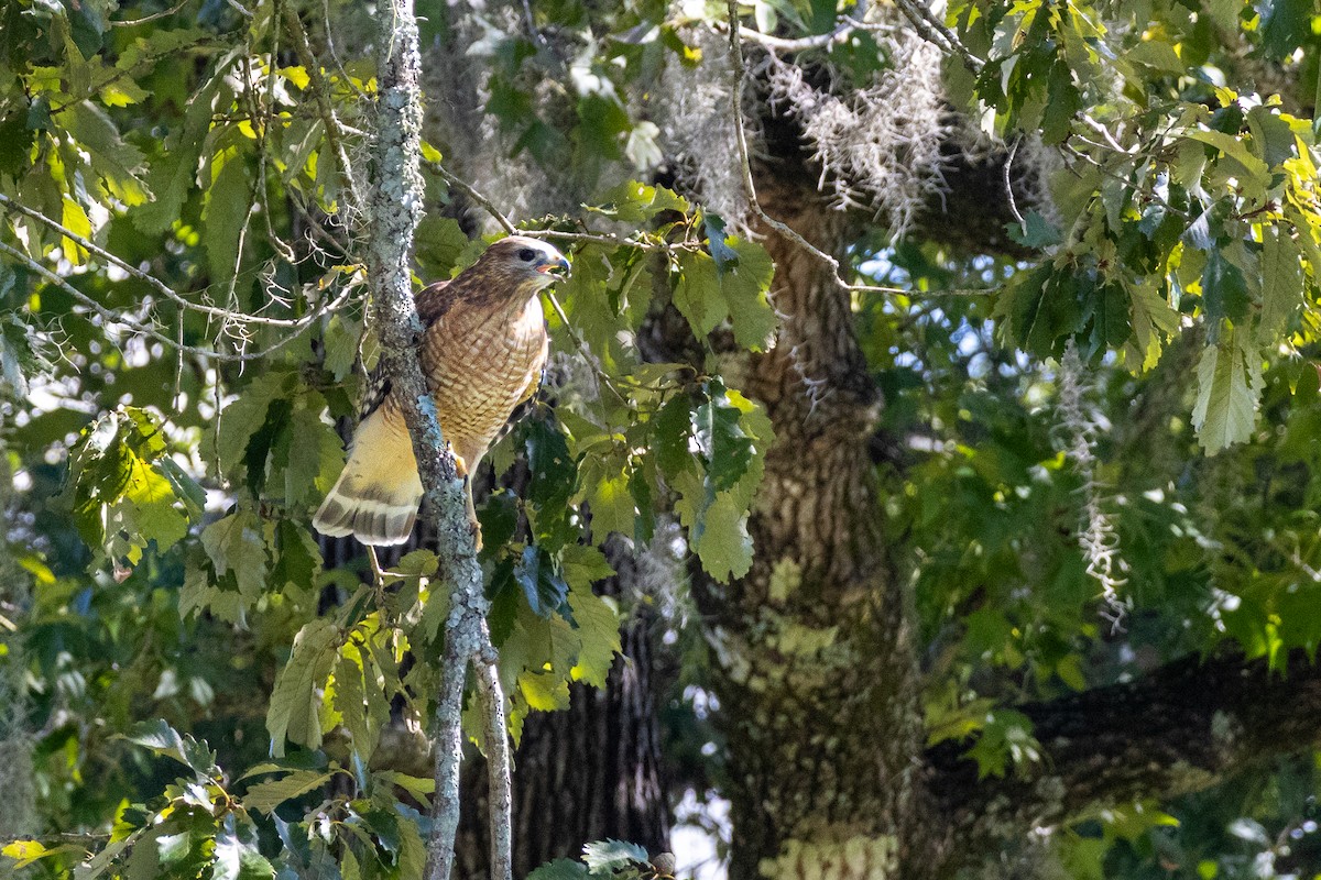 Red-shouldered Hawk - ML643307214