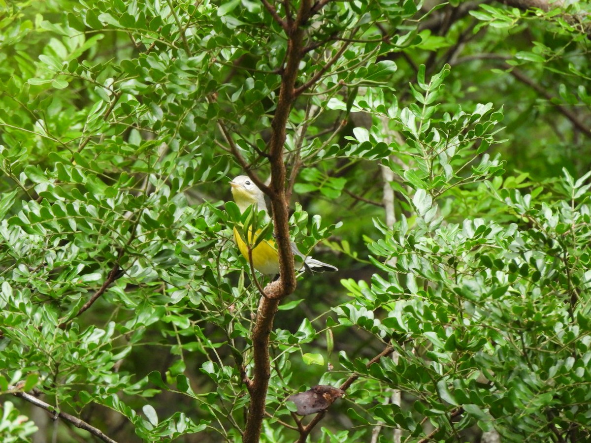 Magnolienwaldsänger - ML643307219