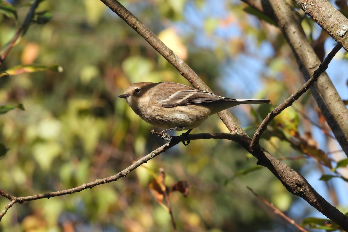 Yellow-rumped Warbler - ML643307236