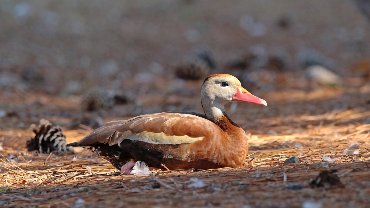 husička černobřichá - ML643307271