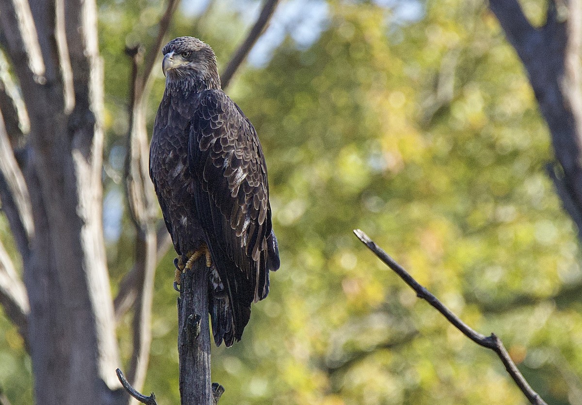Bald Eagle - ML643307276