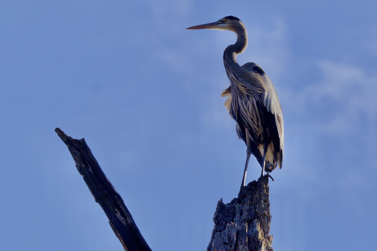 Great Blue Heron (Great Blue) - ML643307296