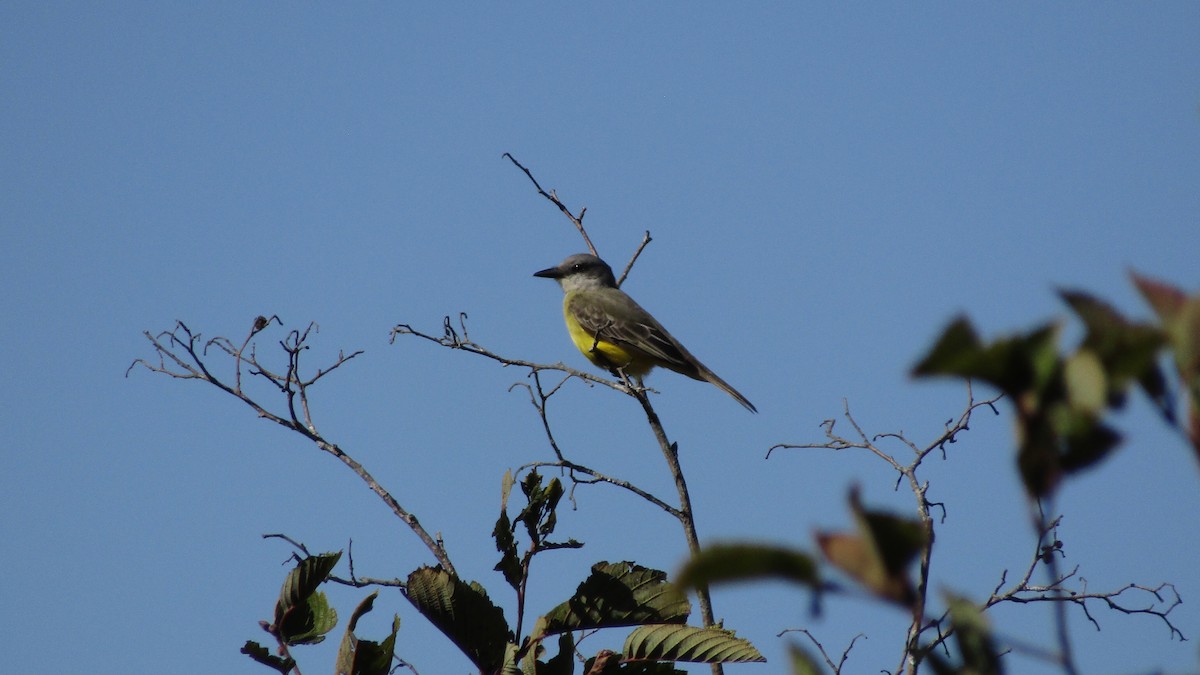 Tropical Kingbird - ML643307307