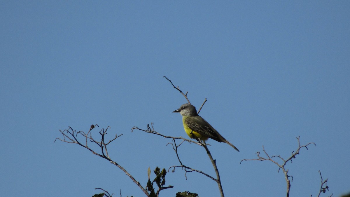 Tropical Kingbird - ML643307308