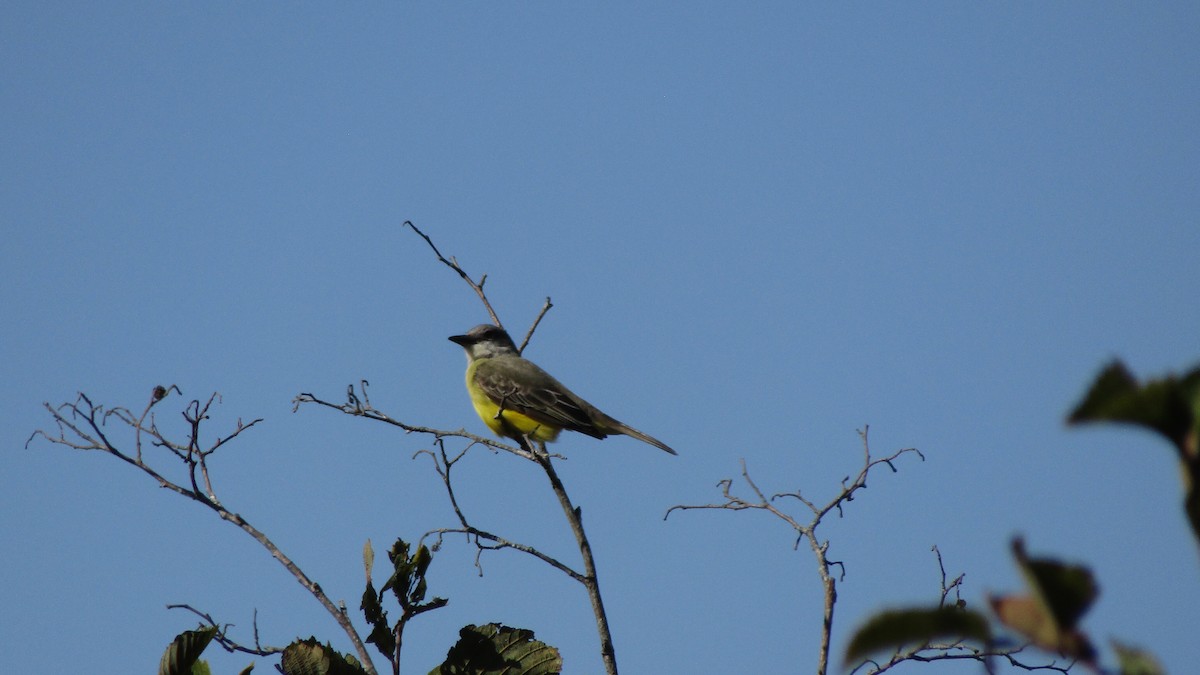 Tropical Kingbird - ML643307309