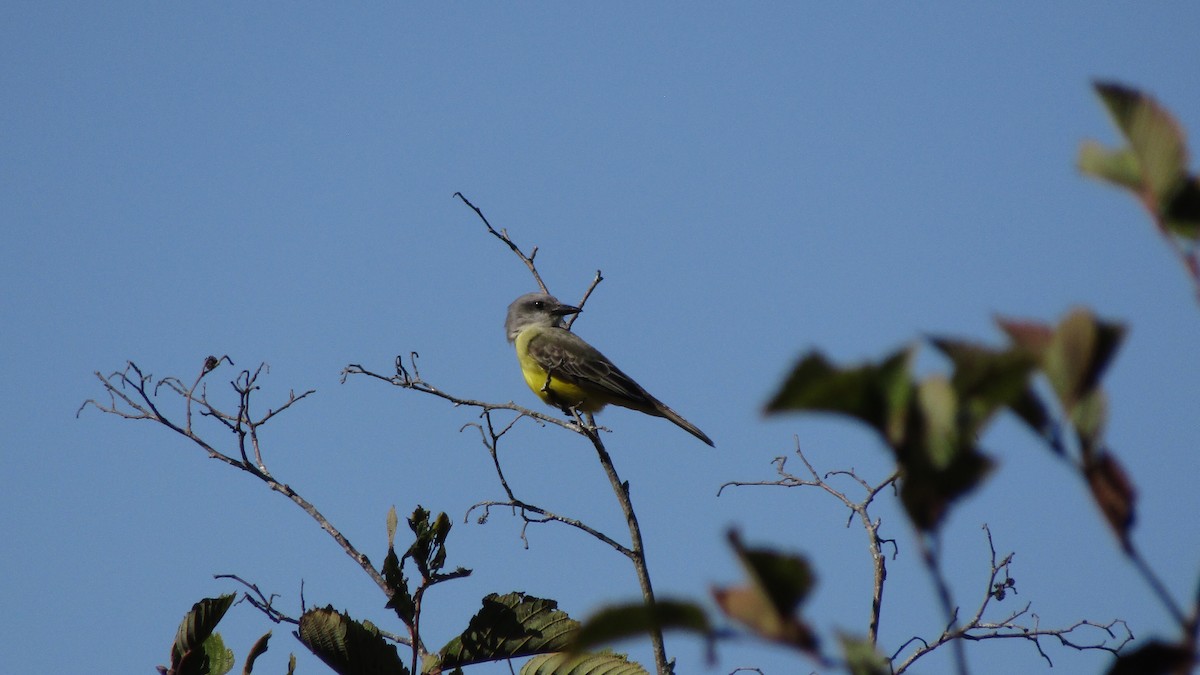 Tropical Kingbird - ML643307310