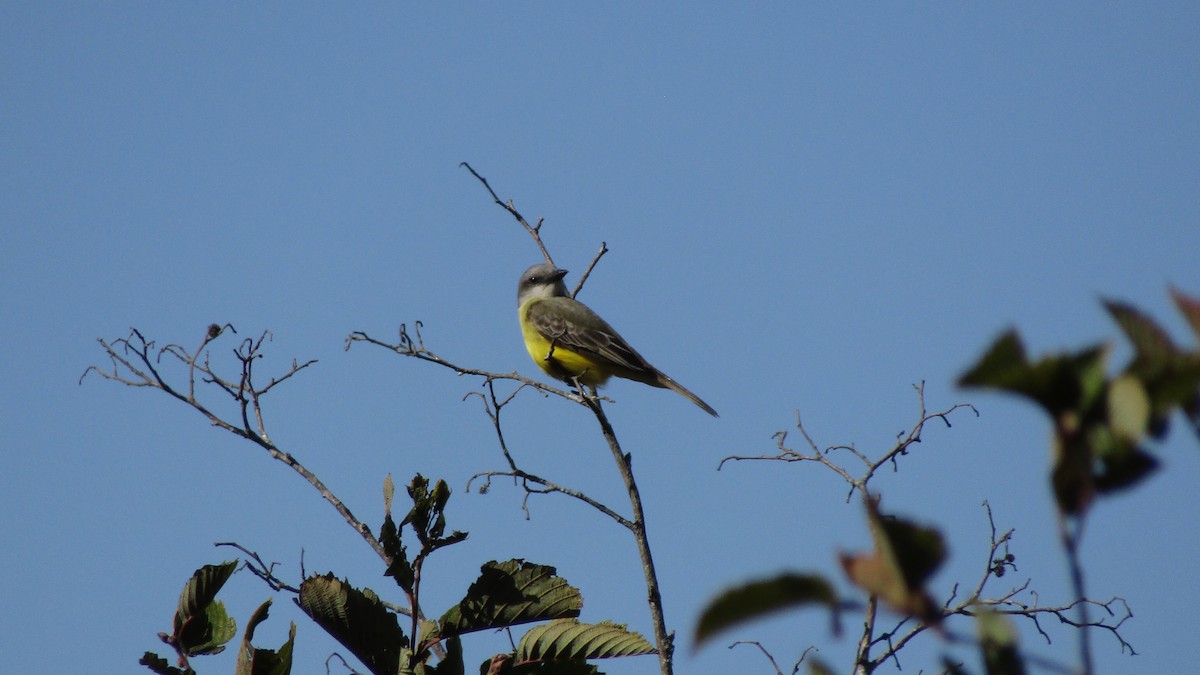 Tropical Kingbird - ML643307312