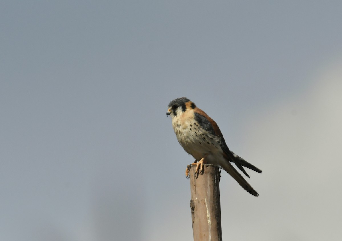 American Kestrel - ML643307313