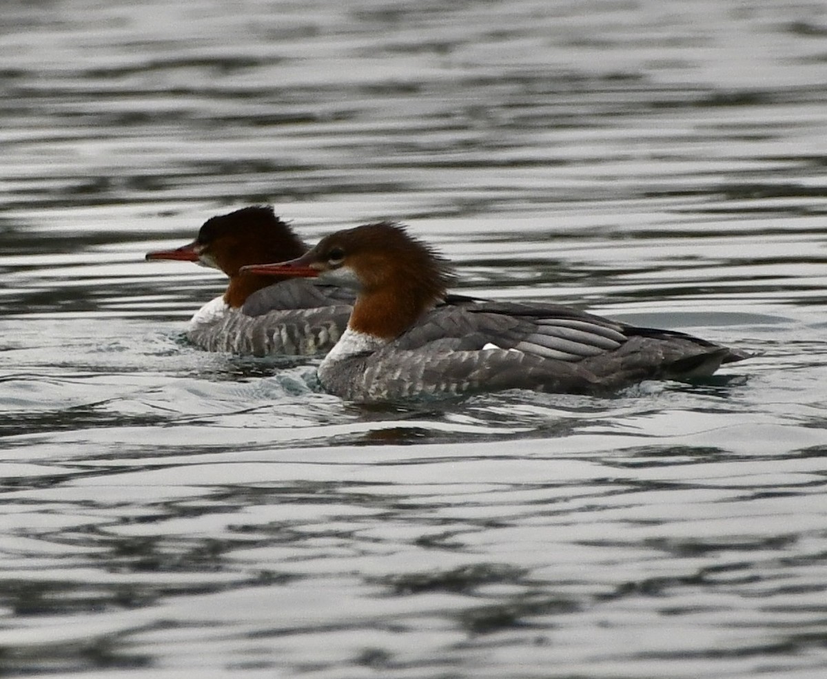 Хумхин бохио - ML643307323