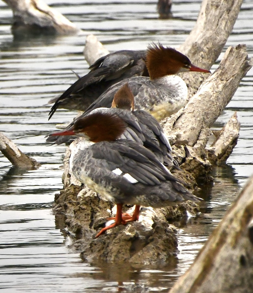 Хумхин бохио - ML643307324