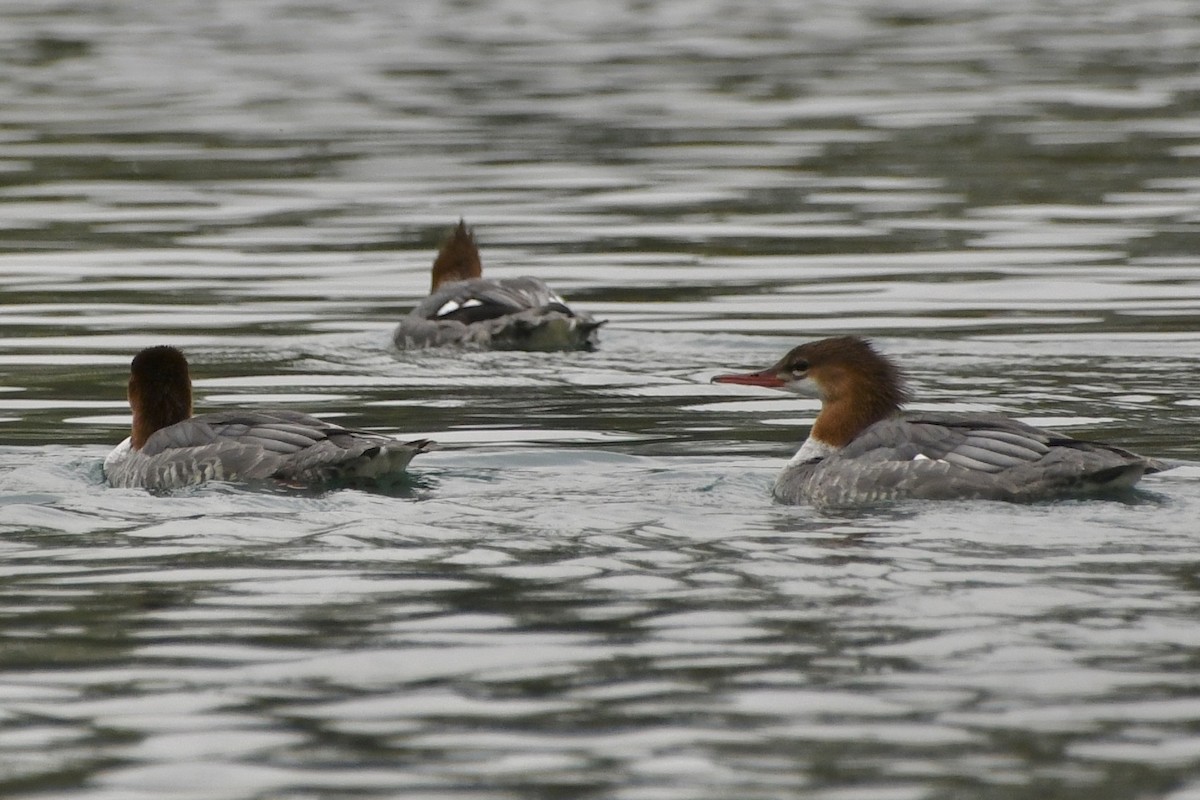 Хумхин бохио - ML643307325