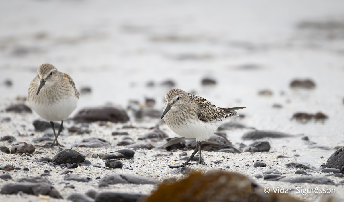 White-rumped Sandpiper - ML643307329