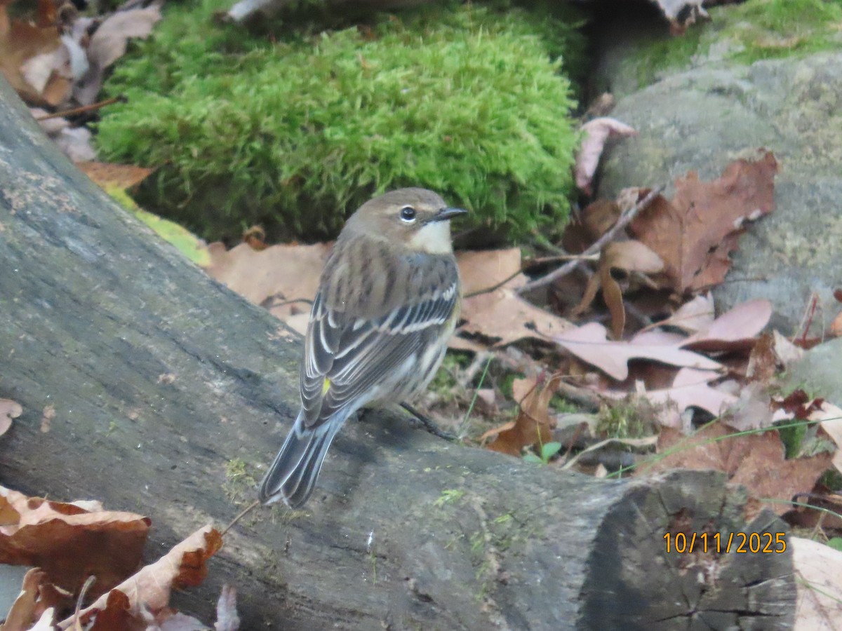 gulstillits - ML643307335