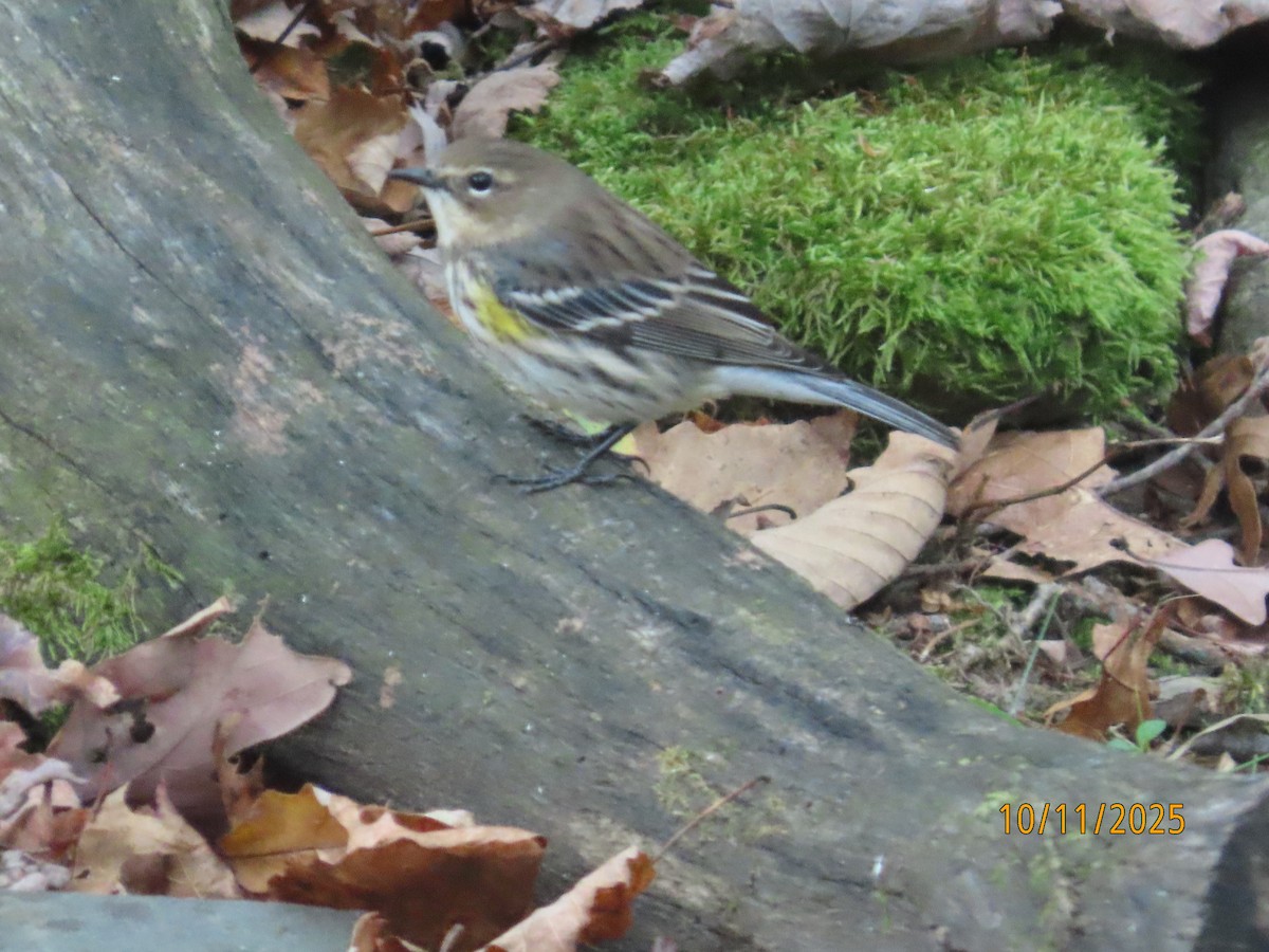 gulstillits - ML643307336