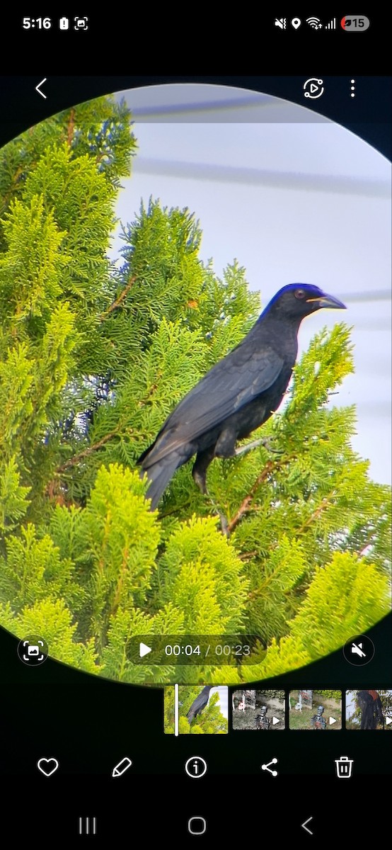 stortrupial - ML643307346