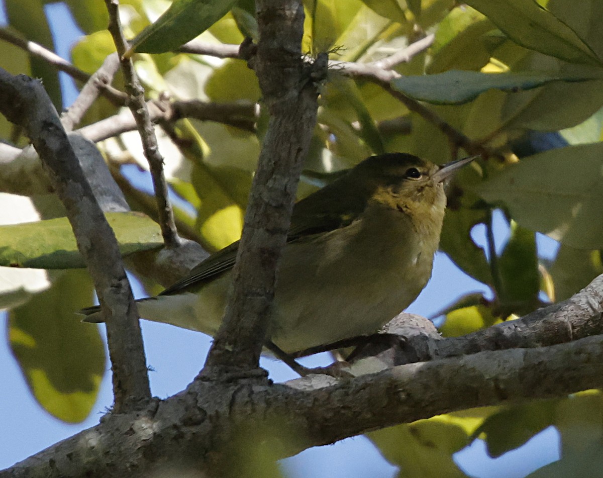 møllparula - ML643307354