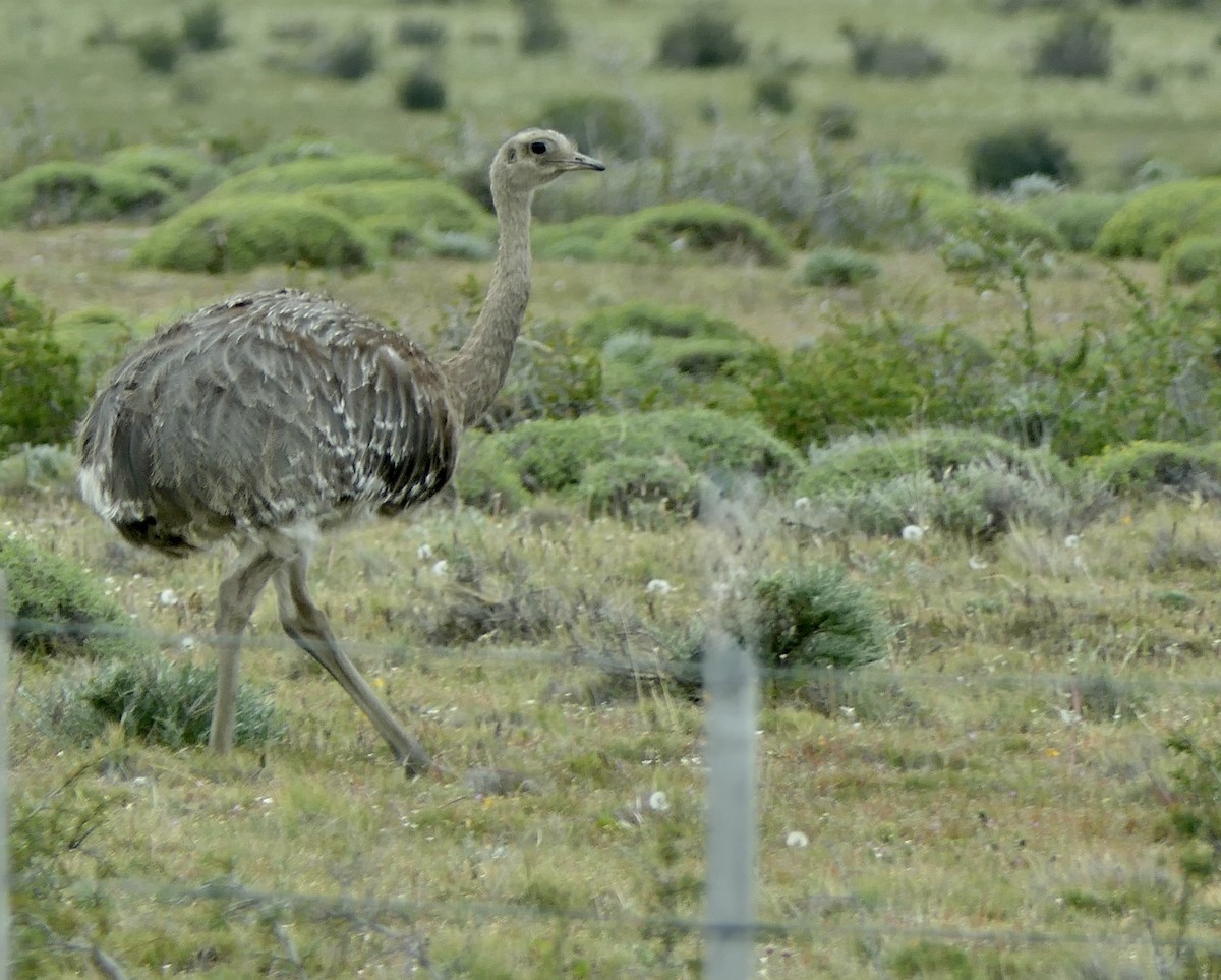 Lesser Rhea - ML643307358