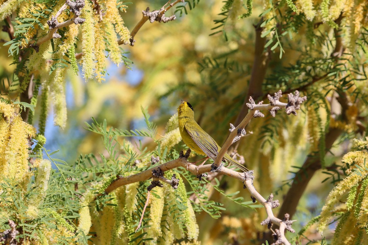 kalottparula - ML643307361