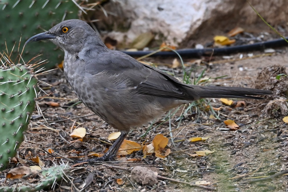 kaktusspottefugl - ML643307368