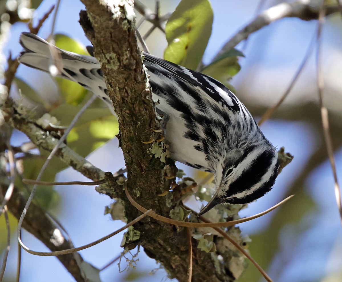 Black-and-white Warbler - ML643307369
