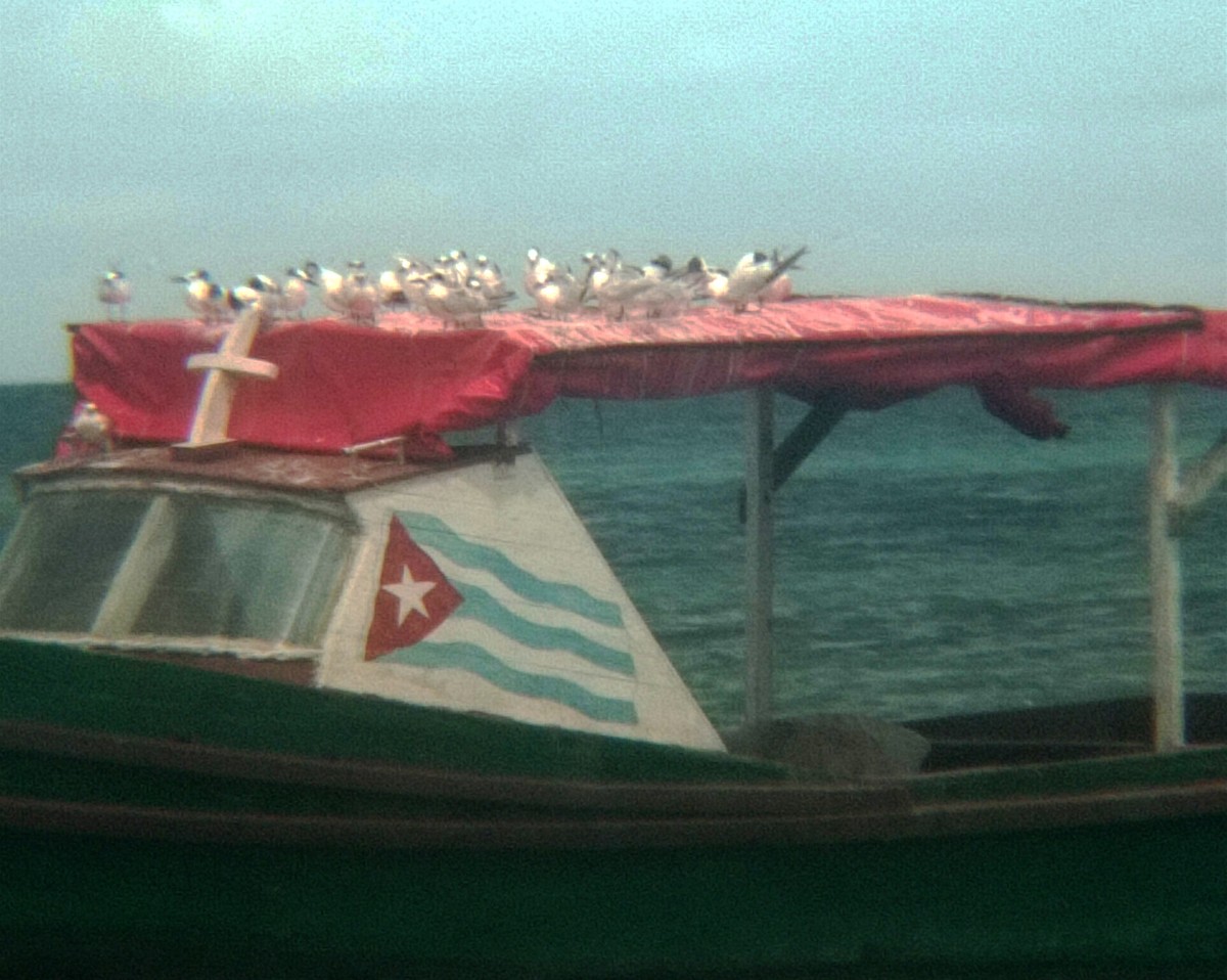 rybák severní - ML643307370