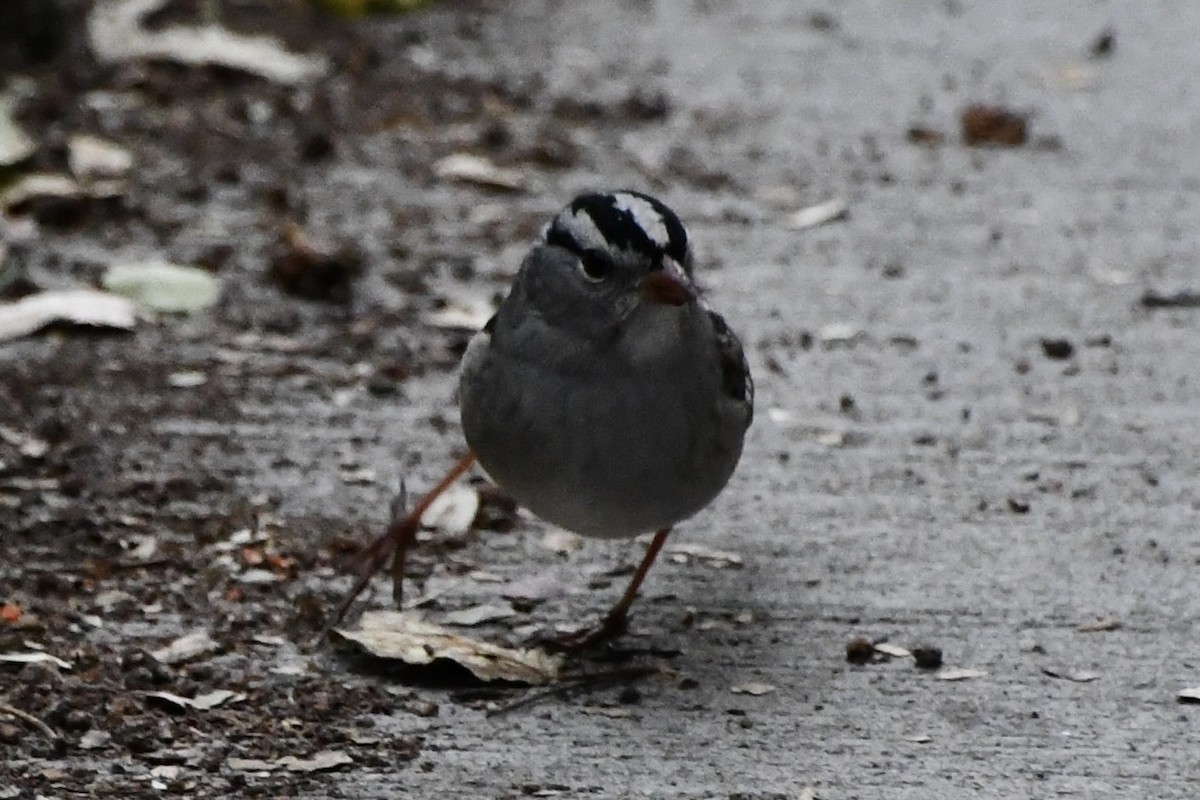 Dachsammer - ML643307377