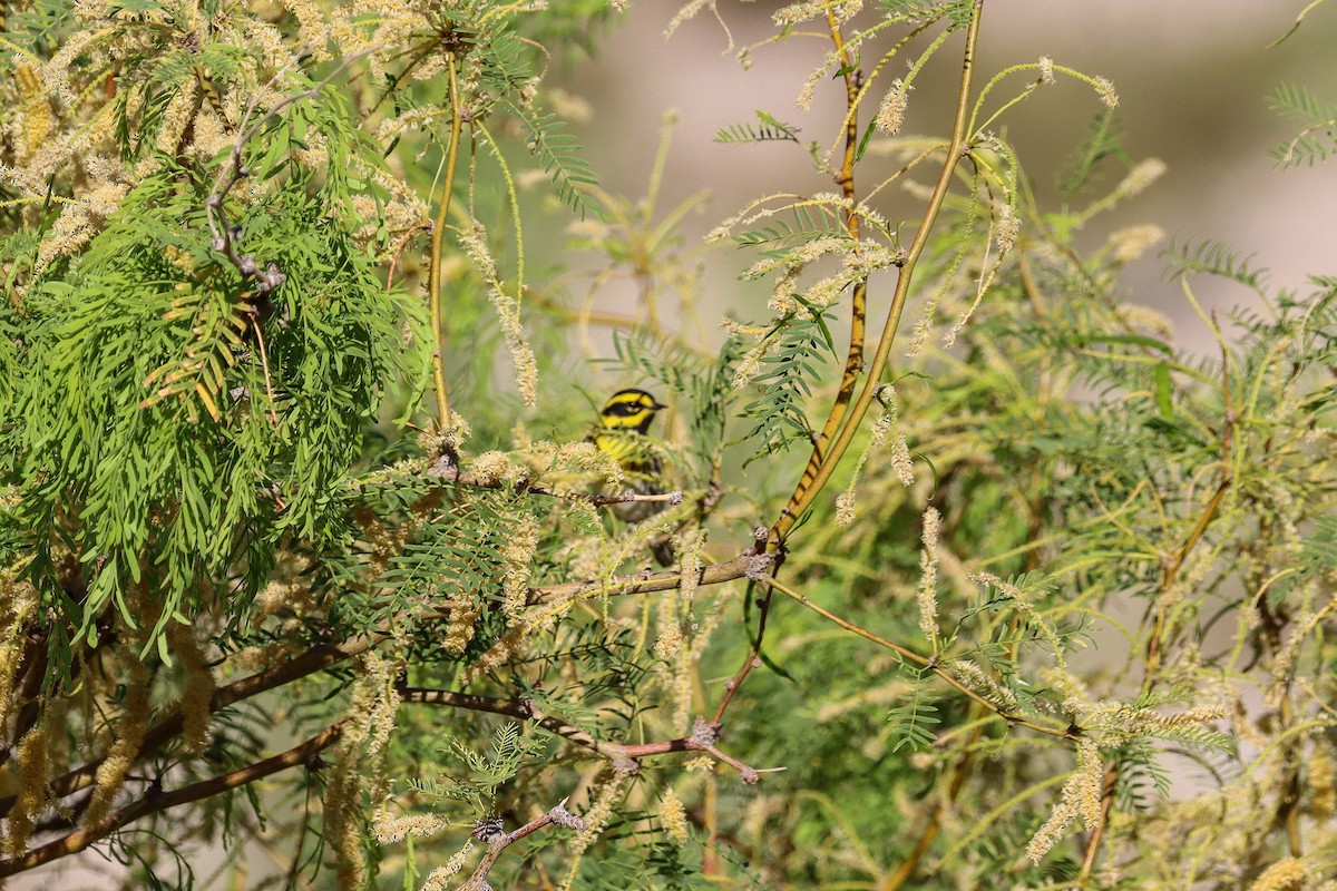 Townsend's Warbler - ML643307379