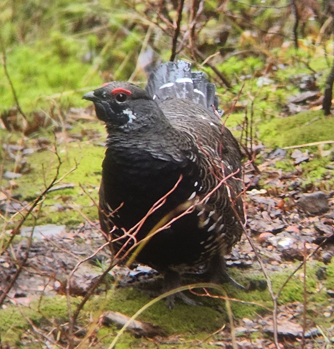 Spruce Grouse - ML643307391