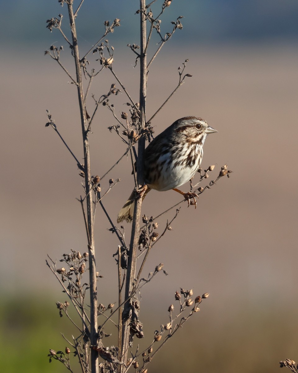 Song Sparrow - ML643307419