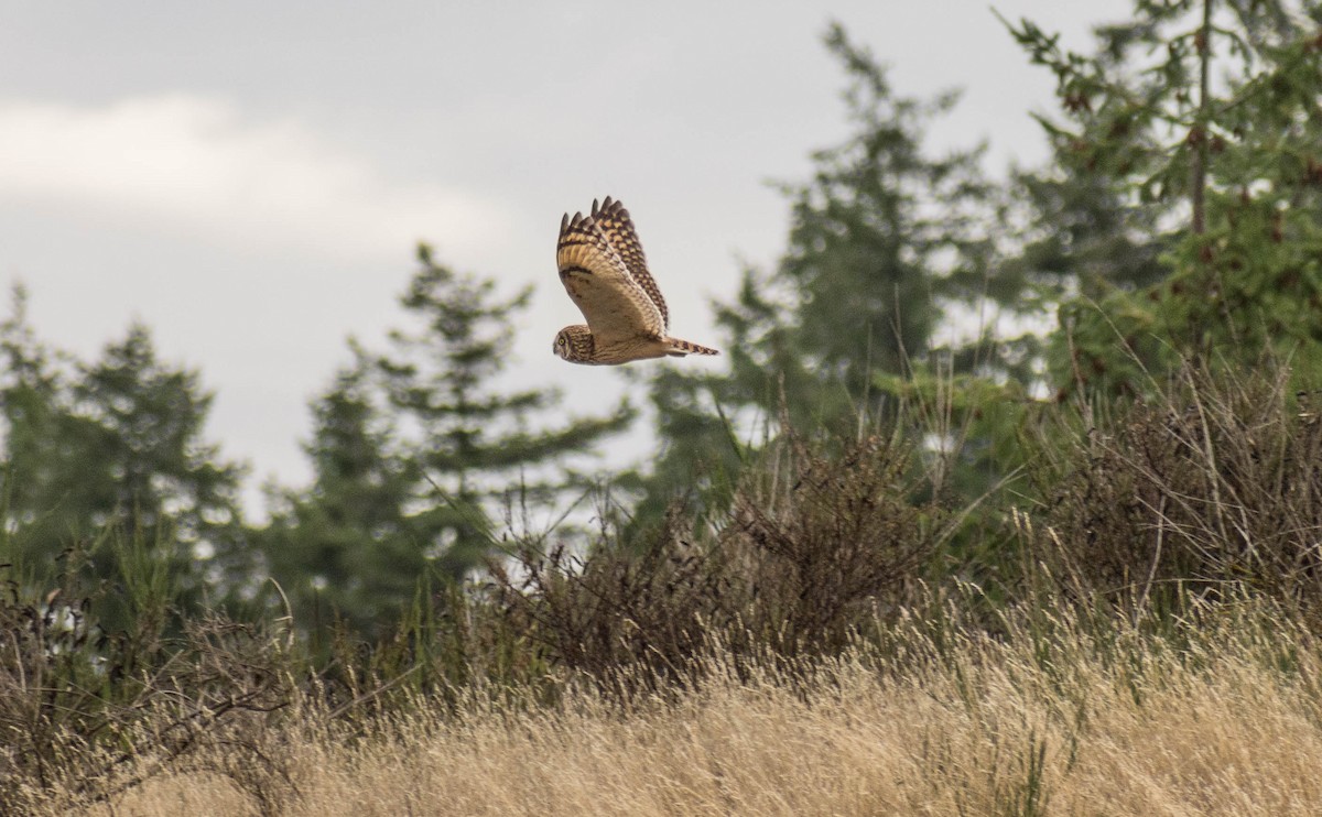 Short-eared Owl - ML643307427