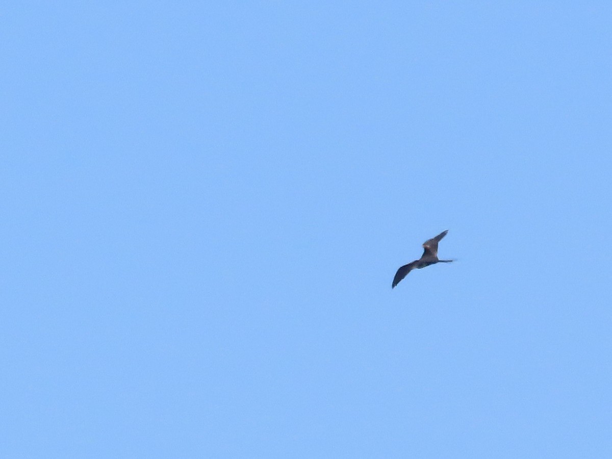 Lesser Frigatebird - ML643307472