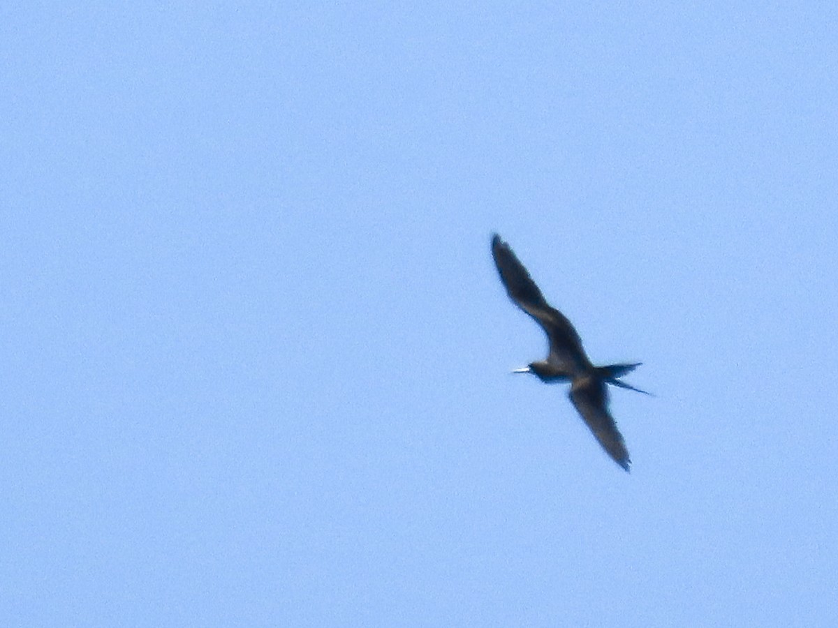 Lesser Frigatebird - ML643307473